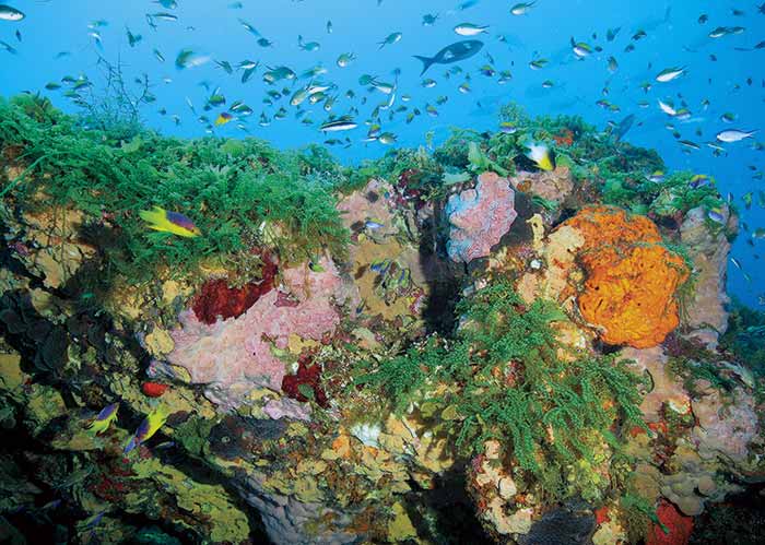 Colorful sponges and bright green algae adorn the cap of Bright Bank