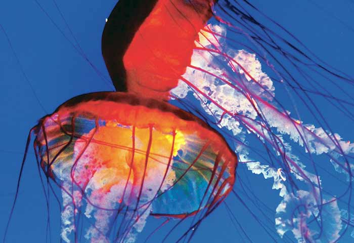 Jellyfish Omaha Aquarium