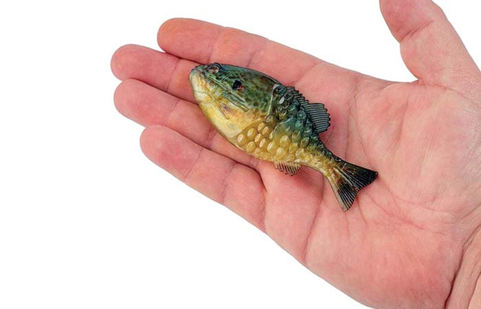 Berkley's Gilly bait